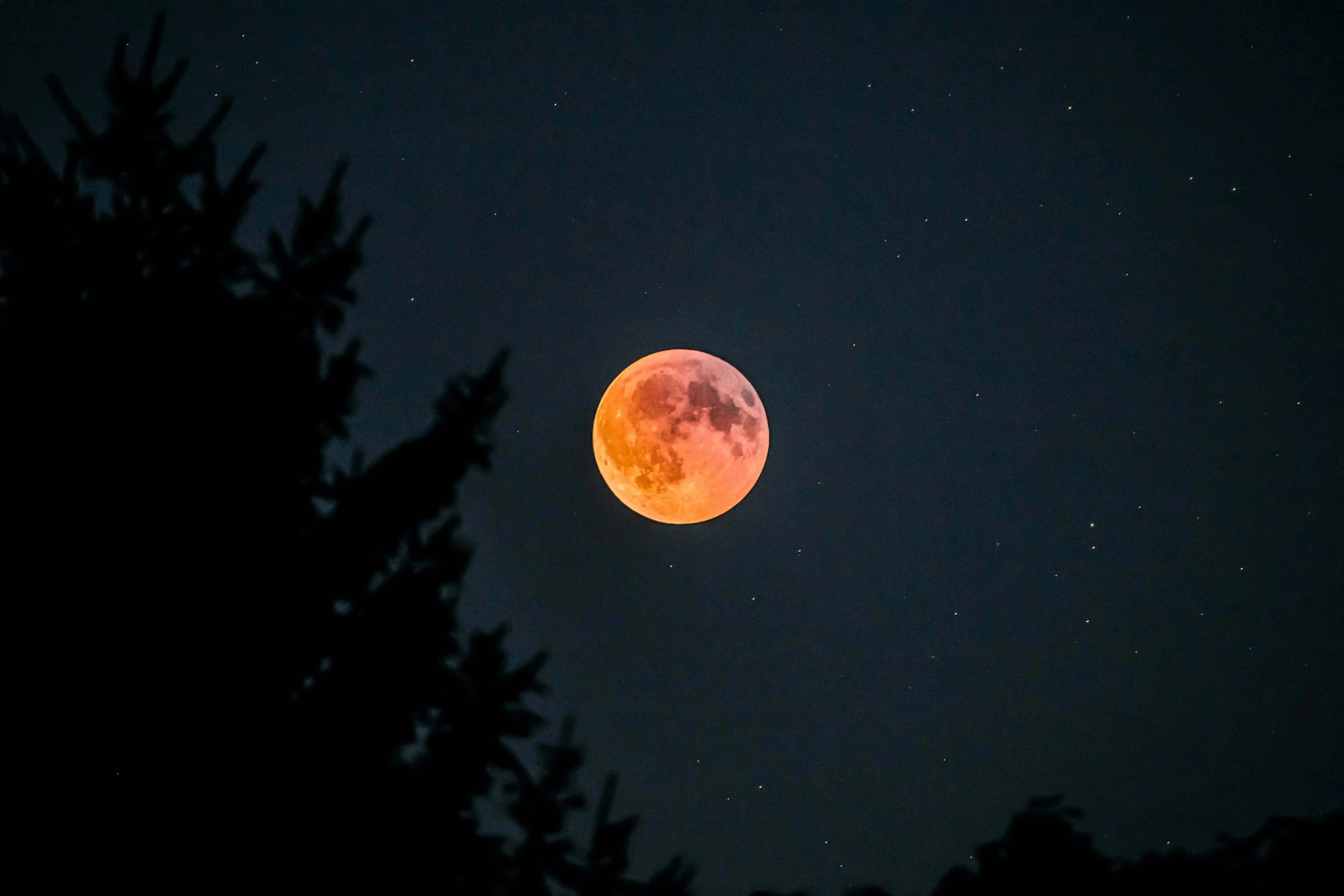 Full glowing moon with dark trees in the foreground